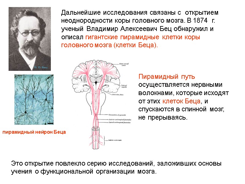 Дальнейшие исследования связаны с  открытием неоднородности коры головного мозга. В 1874  г.